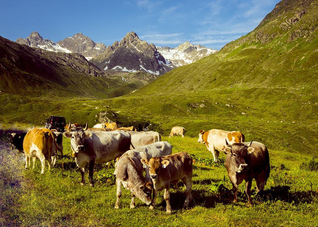 Alpenpension Maderer 加舒恩 外观 照片